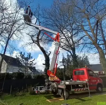 abattage d'arbre Betton-3