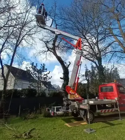 abattage d'arbre Pacé-3