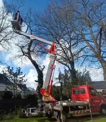 abattage d'arbre Saint-Gilles-1
