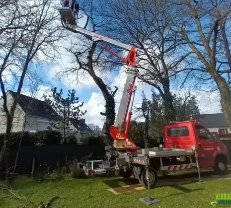 abattage d'arbre Saint-Grégoire-3